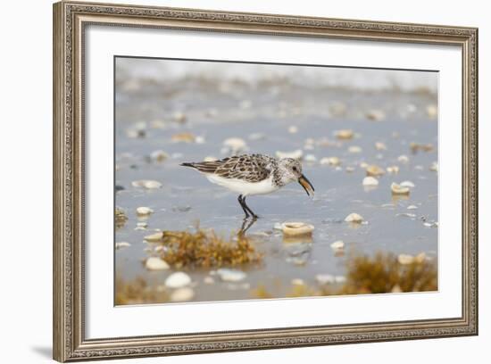 Sanderling (Calidris Alba) Running on Beach-Larry Ditto-Framed Photographic Print