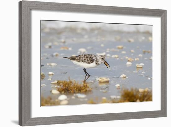 Sanderling (Calidris Alba) Running on Beach-Larry Ditto-Framed Photographic Print