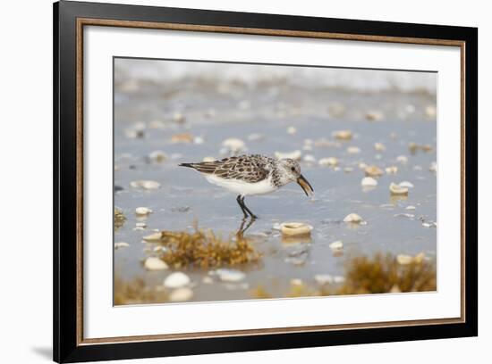 Sanderling (Calidris Alba) Running on Beach-Larry Ditto-Framed Photographic Print