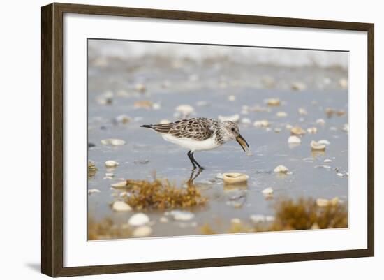 Sanderling (Calidris Alba) Running on Beach-Larry Ditto-Framed Photographic Print