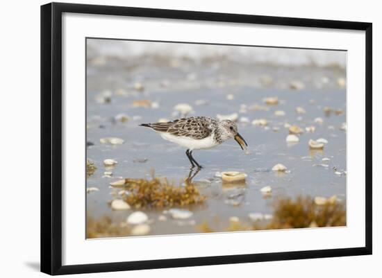 Sanderling (Calidris Alba) Running on Beach-Larry Ditto-Framed Photographic Print