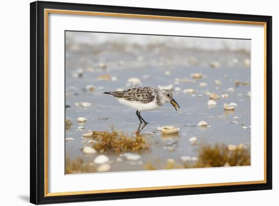 Sanderling (Calidris Alba) Running on Beach-Larry Ditto-Framed Photographic Print