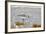 Sanderling (Calidris Alba) Running on Beach-Larry Ditto-Framed Photographic Print