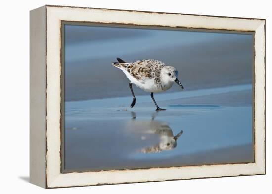 Sanderling feeding on wet beach.-Larry Ditto-Framed Premier Image Canvas