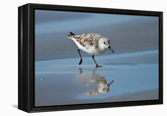 Sanderling feeding on wet beach.-Larry Ditto-Framed Premier Image Canvas