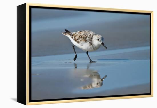 Sanderling feeding on wet beach.-Larry Ditto-Framed Premier Image Canvas