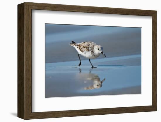 Sanderling feeding on wet beach.-Larry Ditto-Framed Photographic Print