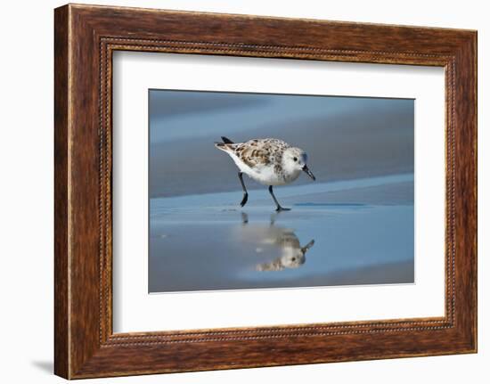 Sanderling feeding on wet beach.-Larry Ditto-Framed Photographic Print