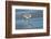 Sanderling feeding on wet beach.-Larry Ditto-Framed Photographic Print