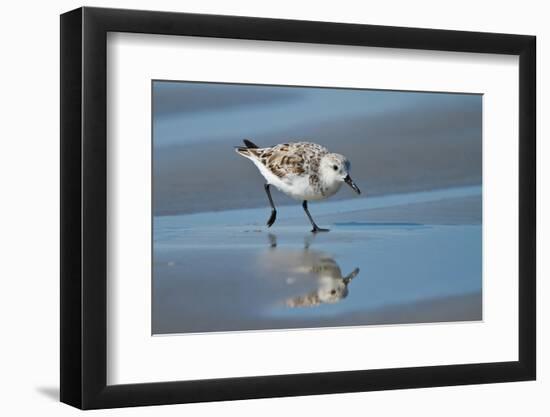 Sanderling feeding on wet beach.-Larry Ditto-Framed Photographic Print