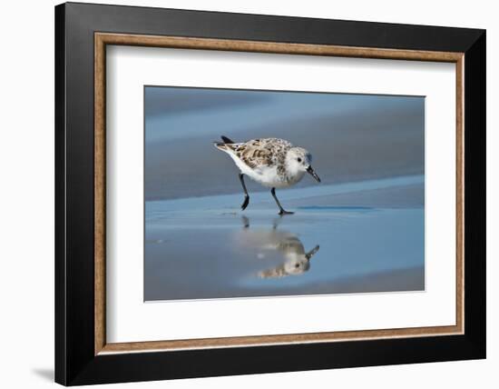 Sanderling feeding on wet beach.-Larry Ditto-Framed Photographic Print