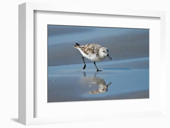 Sanderling feeding on wet beach.-Larry Ditto-Framed Photographic Print