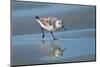 Sanderling feeding on wet beach.-Larry Ditto-Mounted Photographic Print