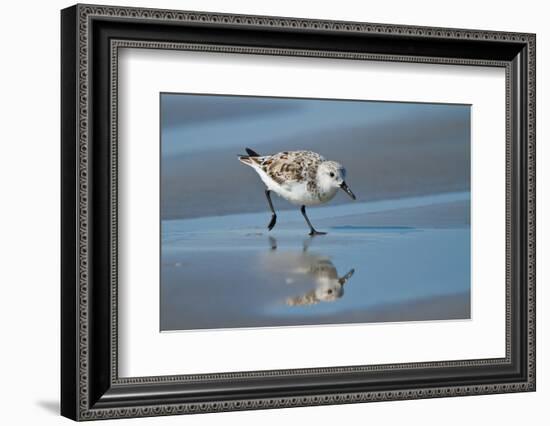 Sanderling feeding on wet beach.-Larry Ditto-Framed Photographic Print