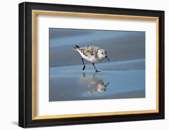 Sanderling feeding on wet beach.-Larry Ditto-Framed Photographic Print