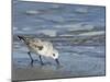 Sanderling-Gary Carter-Mounted Photographic Print