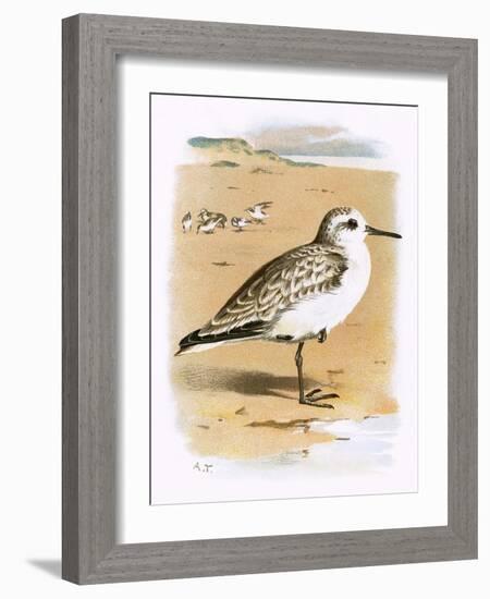 Sanderling-English-Framed Giclee Print