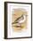 Sanderling-English-Framed Giclee Print