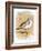 Sanderling-English-Framed Giclee Print