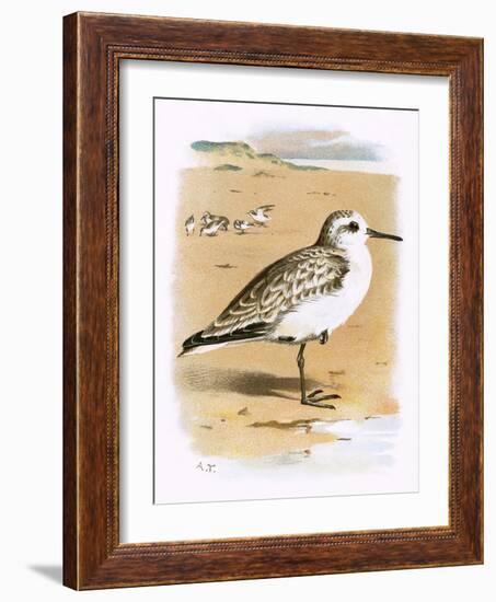 Sanderling-English-Framed Giclee Print