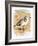 Sanderling-English-Framed Giclee Print