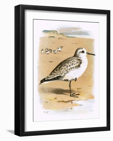 Sanderling-English-Framed Giclee Print