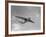 Sanders Roe SR45 Princess Flying Boat at SBAC Farnborough Airshow, September 1956-null-Framed Photographic Print