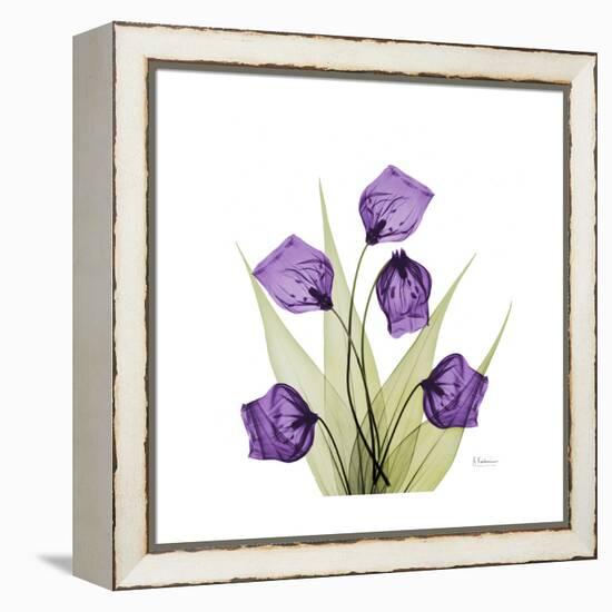 Sandersonia B-Albert Koetsier-Framed Stretched Canvas