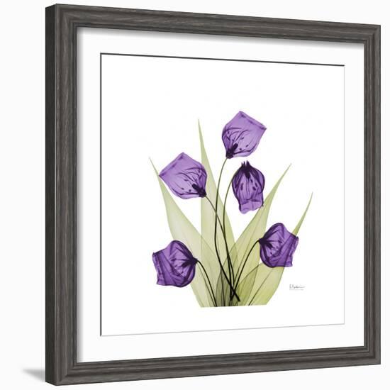 Sandersonia B-Albert Koetsier-Framed Premium Giclee Print