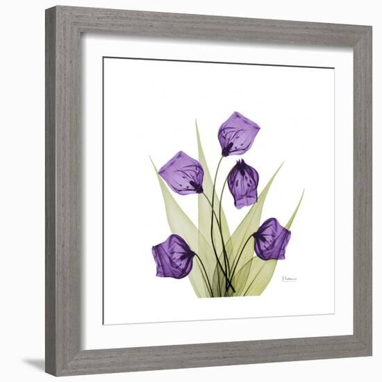 Sandersonia B-Albert Koetsier-Framed Premium Giclee Print