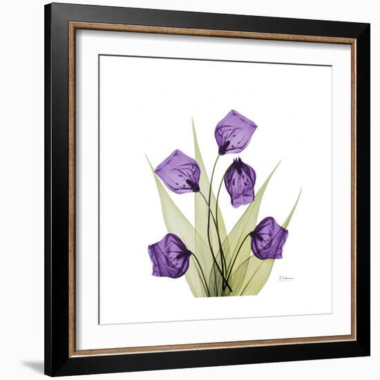 Sandersonia B-Albert Koetsier-Framed Premium Giclee Print