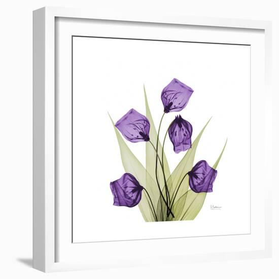 Sandersonia B-Albert Koetsier-Framed Premium Giclee Print