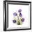 Sandersonia B-Albert Koetsier-Framed Premium Giclee Print