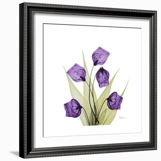 Sandersonia B-Albert Koetsier-Framed Premium Giclee Print