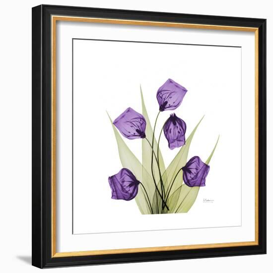 Sandersonia B-Albert Koetsier-Framed Premium Giclee Print