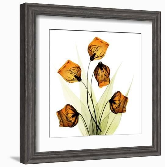 Sandersonia Bunch in Gold-Albert Koetsier-Framed Art Print