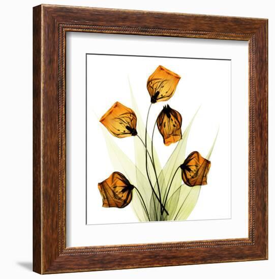 Sandersonia Bunch in Gold-Albert Koetsier-Framed Art Print