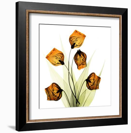 Sandersonia Bunch in Gold-Albert Koetsier-Framed Art Print