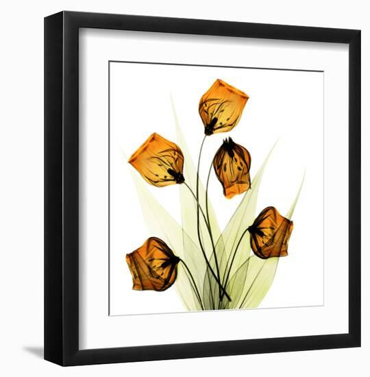 Sandersonia Bunch in Gold-Albert Koetsier-Framed Art Print