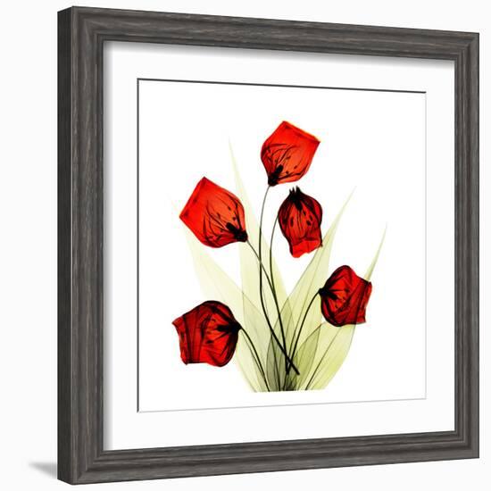 Sandersonia Bunch in Red-Albert Koetsier-Framed Art Print