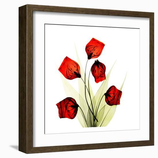 Sandersonia Bunch in Red-Albert Koetsier-Framed Art Print