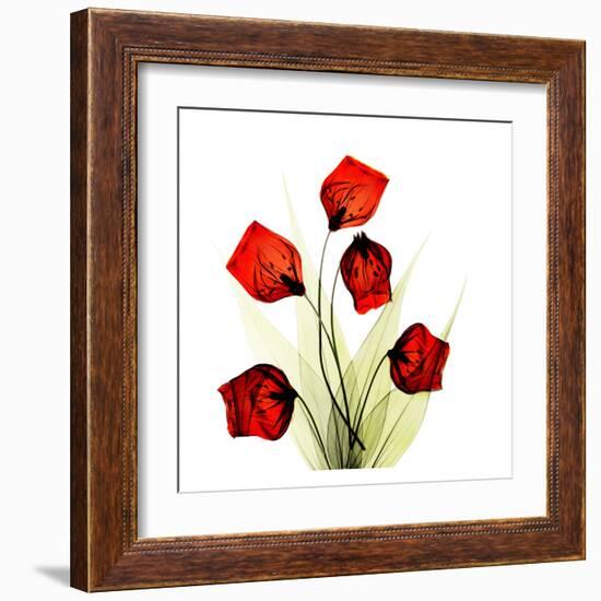 Sandersonia Bunch in Red-Albert Koetsier-Framed Art Print