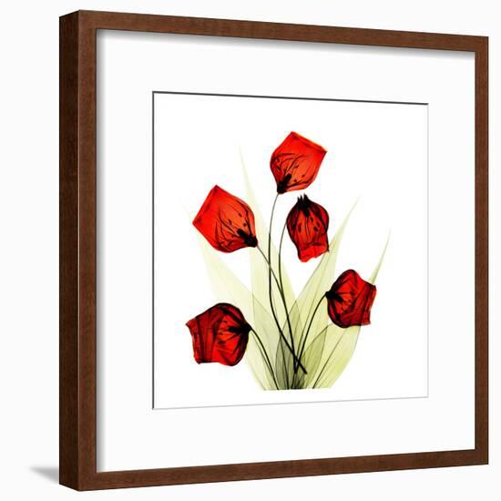 Sandersonia Bunch in Red-Albert Koetsier-Framed Art Print