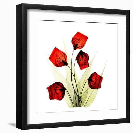 Sandersonia Bunch in Red-Albert Koetsier-Framed Art Print