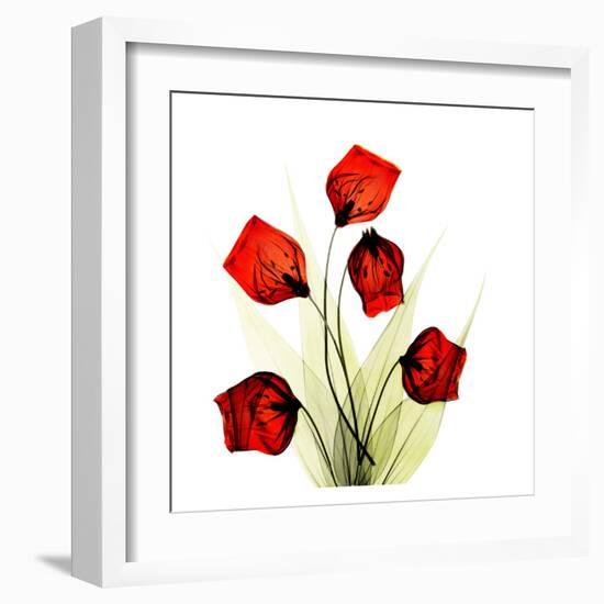 Sandersonia Bunch in Red-Albert Koetsier-Framed Art Print