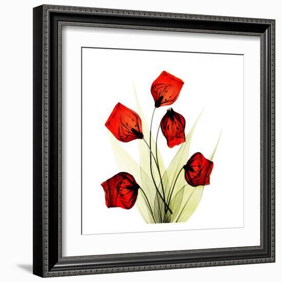 Sandersonia Bunch in Red-Albert Koetsier-Framed Art Print