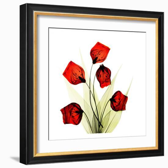 Sandersonia Bunch in Red-Albert Koetsier-Framed Art Print