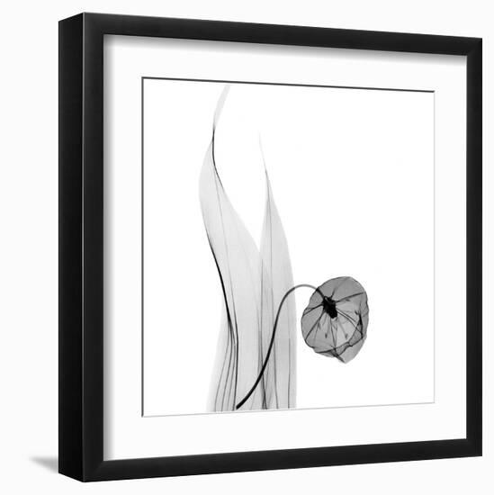 Sandersonia in Black and White-Albert Koetsier-Framed Art Print