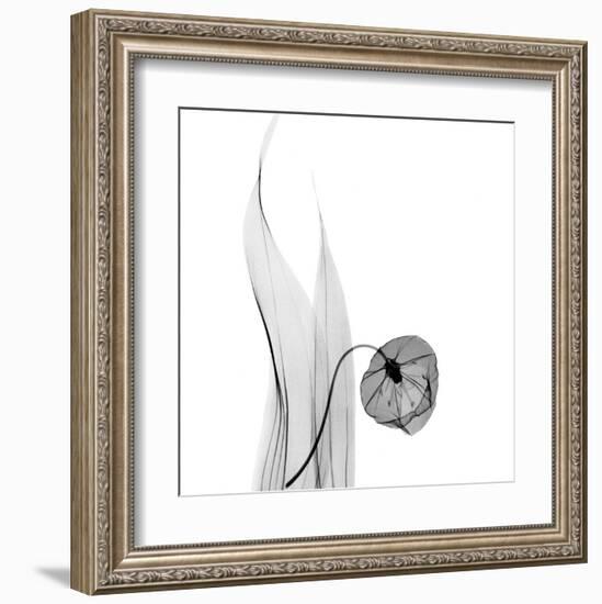 Sandersonia in Black and White-Albert Koetsier-Framed Art Print