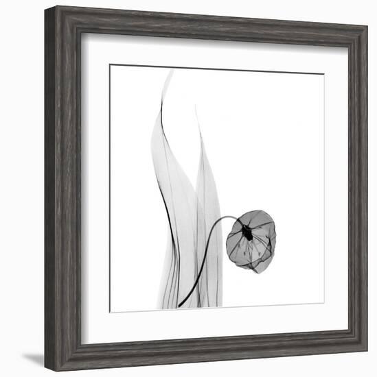 Sandersonia in Black and White-Albert Koetsier-Framed Art Print